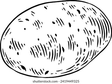 Hand drawn Potato Sketch Illustration