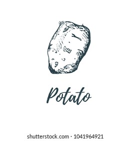 Hand drawn potato. Vector illustration. Vegetarian food sketch. Farm market product.