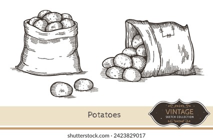 Hand drawn potatoes isolated on white background. Healthy vegetarian organic food. Vector Illustration. 