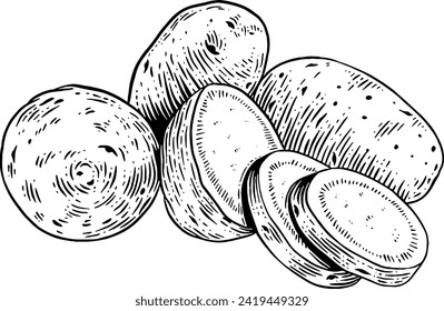 Hand drawn Potatoes Sketch Illustration