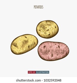 Hand drawn potatoes. Template for your design works. Engraved style vector illustration.