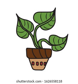 Hand drawn, potted flower for office and home .Botanical design.Vector illustration on a white isolated background.Form for banners, postcards. Nature