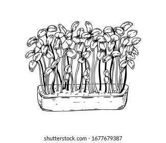 Hand drawn potted micro greens. Vector illustration in sketch style isolated on white background