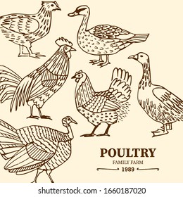 Hand drawn poultry background. Domestic birds decorative composition. Vector chicken, rooster, duck, goose, turkey isolated on light background. Vintage ink drawing style.