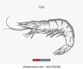 Hand Drawn Prawn Isolated. Engraved Style Vector Illustration. Template For Your Design Works.