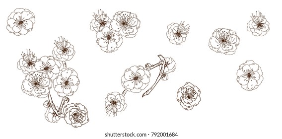 Hand drawn Preach branches with flowers,Black and white Coloring book.Sakura plant  silhouette on white background.