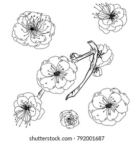 Hand drawn Preach branches with flowers,Black and white Coloring book.Sakura plant  silhouette on white background.