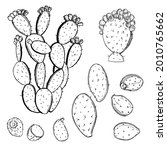 Hand drawn  prickly pear fruit on white background. Edible cactus.Vector sketch  illustration.