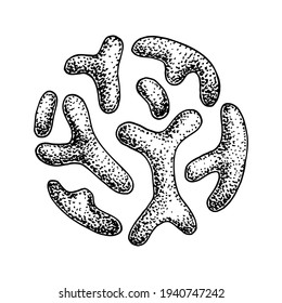 Bacterias probióticas de bifidobacterio extraídas a mano. Buen microorganismo para la regulación de la salud humana y la digestión. Ilustración vectorial en el estilo de esbozo
