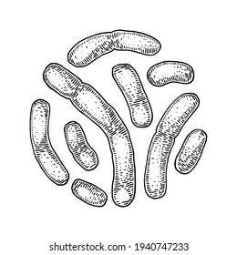 Hand drawn probiotic lactobacillus bacteria. Good microorganism for human health and digestion regulation. Vector illustration in sketch style