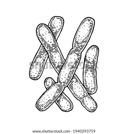 Hand drawn probiotic lactobacillus bacteria. Good microorganism for human health and digestion regulation. Vector illustration in sketch style