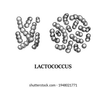 Hand drawn probiotic lactococcus bacteria. Good microorganism for human health and digestion regulation. Vector illustration in sketch style 