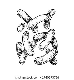 Hand drawn probiotic propionibacterium bacteria. Good microorganism for human health and digestion regulation. Vector illustration in sketch style