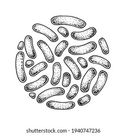 Hand drawn probiotic propionibacterium bacteria. Good microorganism for human health and digestion regulation. Vector illustration in sketch style
