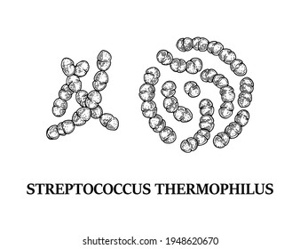 Hand drawn probiotic streptococcus thermophiles bacteria. Good microorganism for human health and digestion regulation. Vector illustration in sketch style 