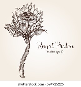 Hand drawn protea