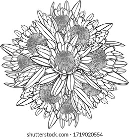 Hand drawn Protea Bouquet top view perfect for wedding invitations or scrapbooking, isolated on a white background