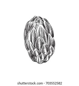Hand Drawn Protea Sketch Symbol. Vector Flower Element In Trendy Style.