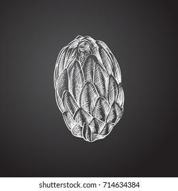 Hand Drawn Protea Sketch Symbol. Vector Flower Element In Trendy Style.