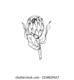 Mano dibujó a protea. Ilustración vectorial.