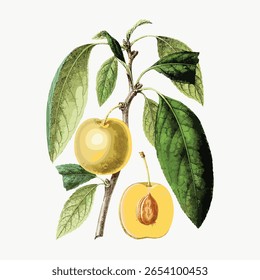 Elemento desenhado à mão do projeto da fruta da ameixa, ilustração do vintage isolada no branco, vetor. Ilustração de fruta vintage isolada em branco, vetor. Vetor de ilustração de fruto desenhado à mão.