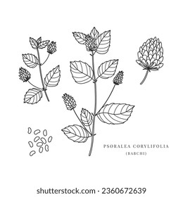 Hand drawn Psoralea corylifolia plant