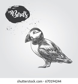 Hand drawn puffin sketch isolated on white background. Birds sketch elements vector illustration.