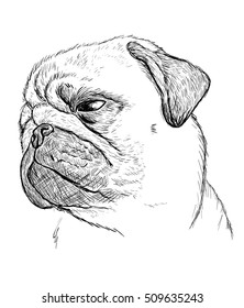 Hand Drawn Pug