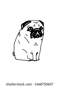 Hand drawn pug dog illustration
