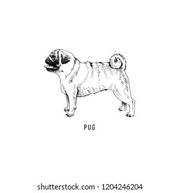 Hand drawn pug. Vector illustration in retro style
