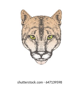 Hand drawn puma portrait, isolated on white, vector illustration