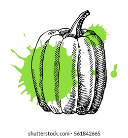 Hand drawn pumpkin. Can be used for vegan products, brochures, banner, restaurant menu, farmers market and organic food store