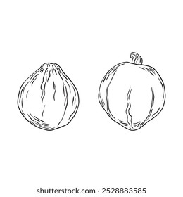 Doodle de calabaza dibujado a mano. Icono de estilo de boceto. Elemento de decoración. Aislado sobre fondo blanco. Diseño plano. Ilustración vectorial.