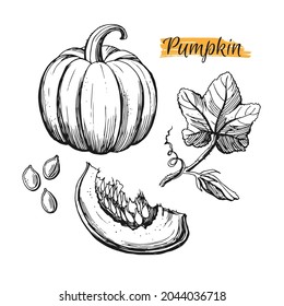 Hand drawn pumpkin harvest elements isolated on white background. Pumpkin, leaves, flower, seeds.