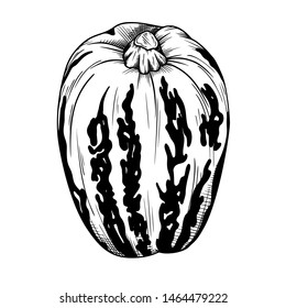 Hand drawn pumpkin isolated on white background. Vector illustration of a sketch style.