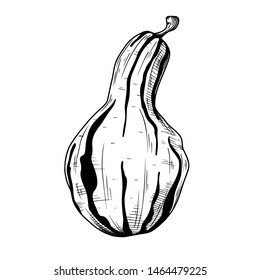 Hand drawn pumpkin isolated on white background. Vector illustration of a sketch style.