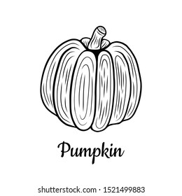 Hand drawn Pumpkin isolated on a white. Vegetables drawings. Vector illustration.