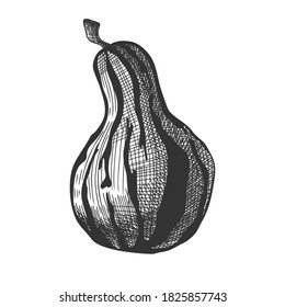 Calabaza dibujada a mano aislada sobre fondo blanco. Ilustración vectorial de un estilo de esbozo.