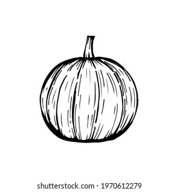 hand drawn pumpkin, isolated on white, vector illustration