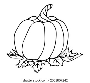 Hand drawn pumpkin isolated on white background.  Linear graphic design. Black and white image of vegetables. Vector illustration line art.
