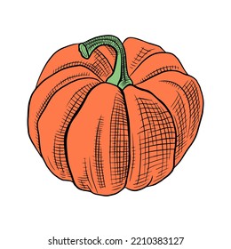 Hand drawn pumpkin isolated on white background. Vector illustration.