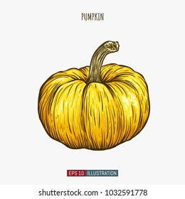 Hand drawn pumpkin isolated. Template for your design works. Engraved style vector illustration.