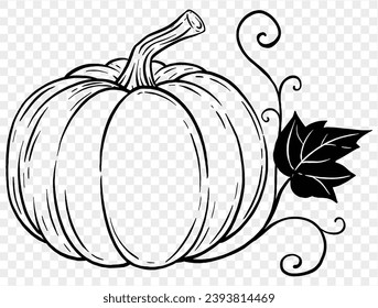 Hand drawn pumpkin with leaves and vine in  brush style isolated on transparent PNG background for Thanksgiving 