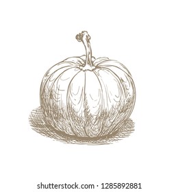 hand drawn pumpkin on white. vector 