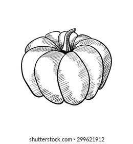 Hand drawn pumpkin on the white background. Vector illustration