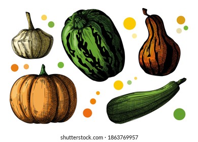 Hand drawn pumpkin set isolated on white background. Vector illustration of a sketch style.
