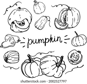 Hand drawn pumpkin set, vector illustration. Pumpkins of various shapes and sizes. Autumn design. Doodle style. Isolated elements, dark gray outline, no background. Editable text. For print and web