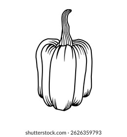 Hand drawn pumpkin sketch vector illustration. Sketch Style Autumn Pumpkin Graphic. Ripe squash isolated on white background. Linear art of healthy organic vegetable in cartoon style