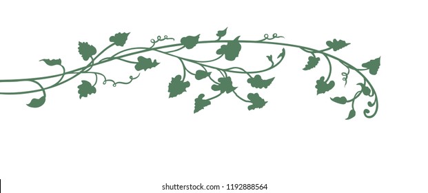 hand drawn pumpkin vine leaves and plant in green isolated on white background with cute curls, garden and autumn design element