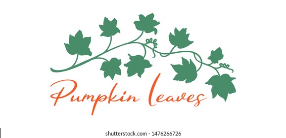 Hand Drawn Pumpkin Vine Leaves And Plant In Green Isolated On White Background, Garden Vector Design Element